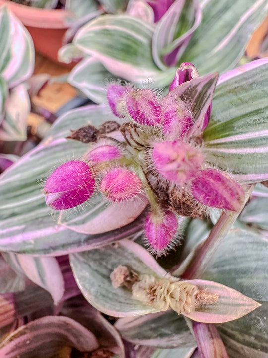 Tradescantia pink