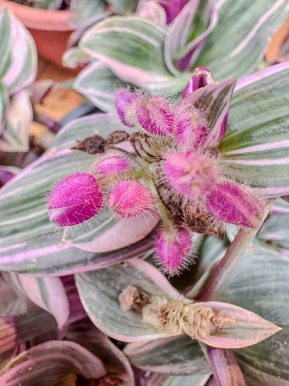 Tradescantia pink