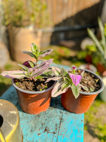 Tradescantia Nanouk ( PINK )