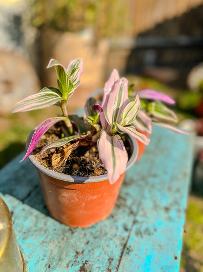 Tradescantia Nanouk ( PINK )