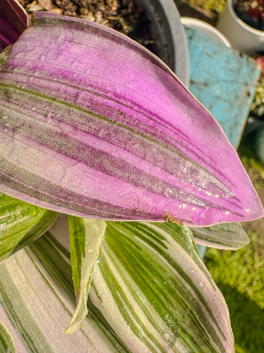 Tradescantia Nanouk ( PINK )