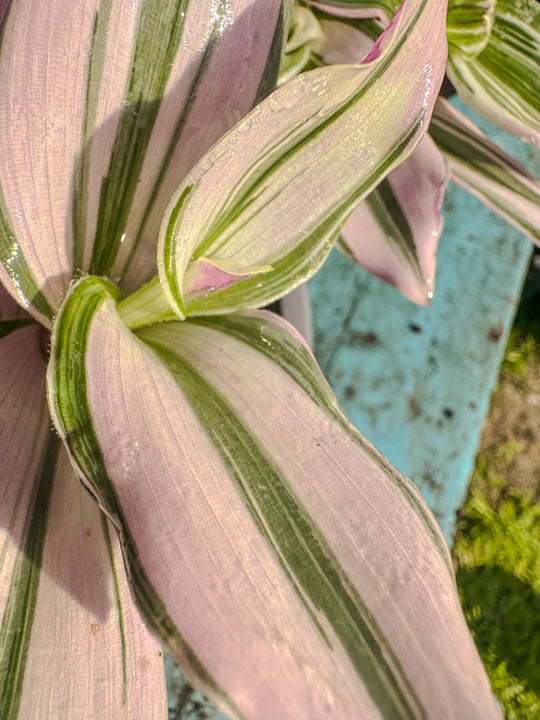 Tradescantia Nanouk ( PINK )