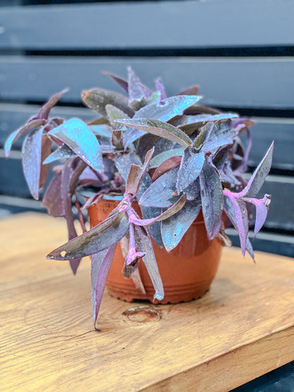 Tradescantia pallida