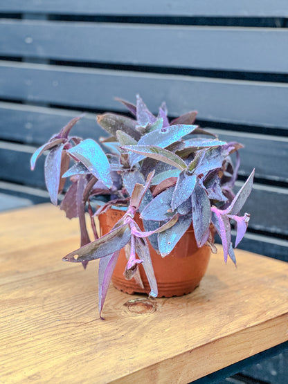 Tradescantia pallida