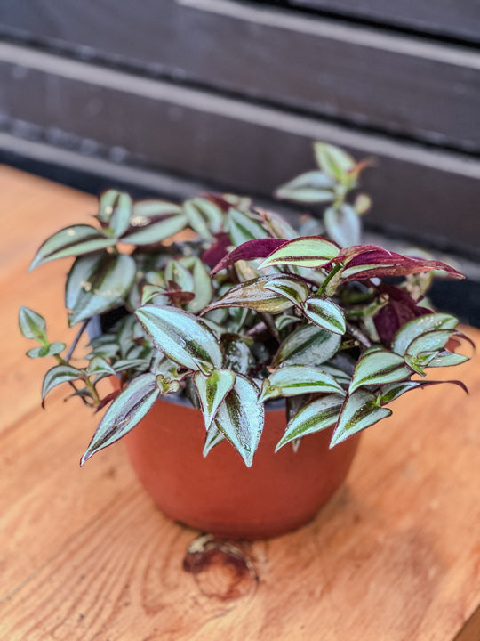 Tradescantia zebrina