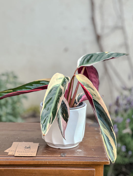 Calathea Triostar