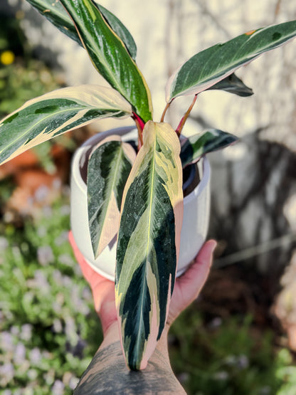 Calathea Triostar