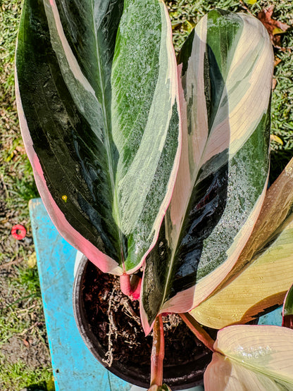 Calathea Triostar