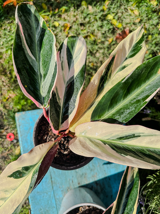 Calathea Triostar