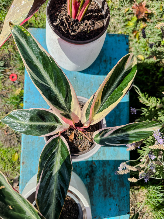 Calathea Triostar