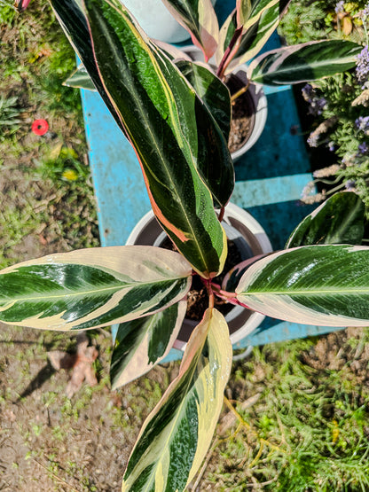 Calathea Triostar