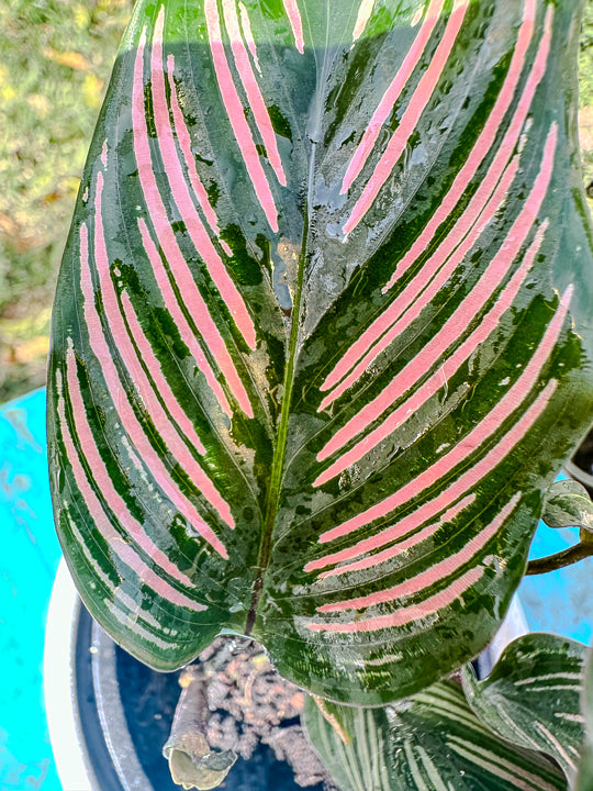 Calathea White Star